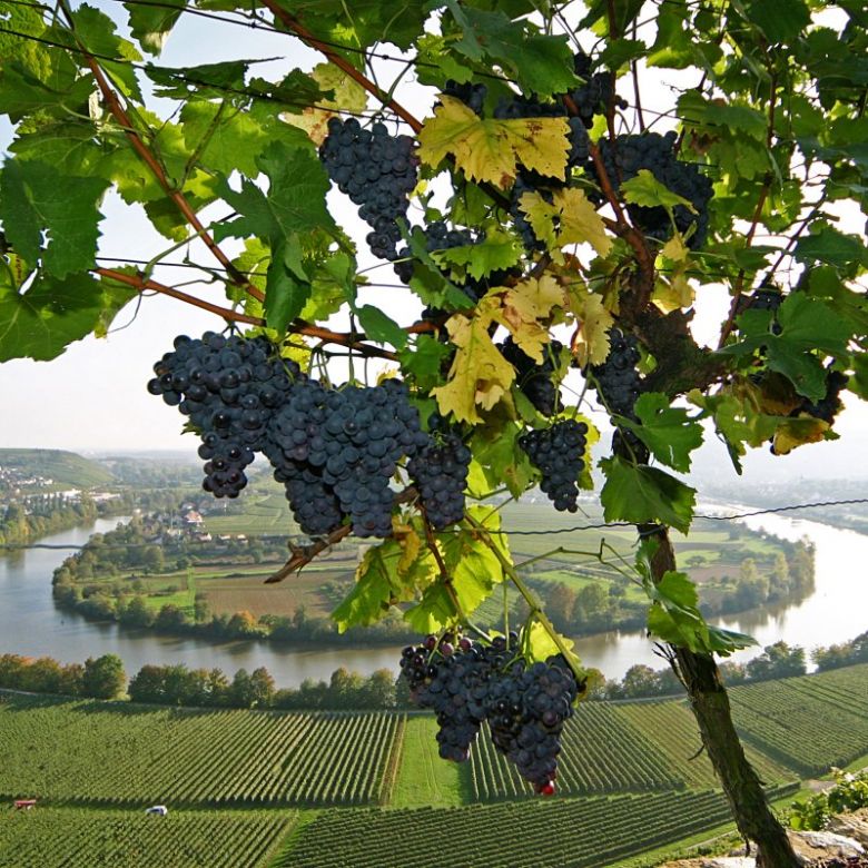 Anbaugebiet in Baden-Württemberg