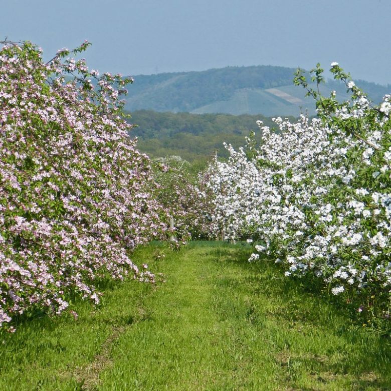 Obstbäume für Fruchtsäfte