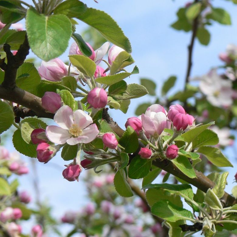 Apfelblüten Obstblüten